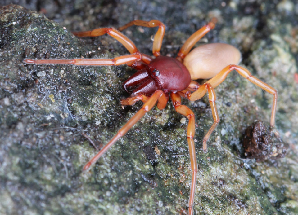 Woodlouse Hunter